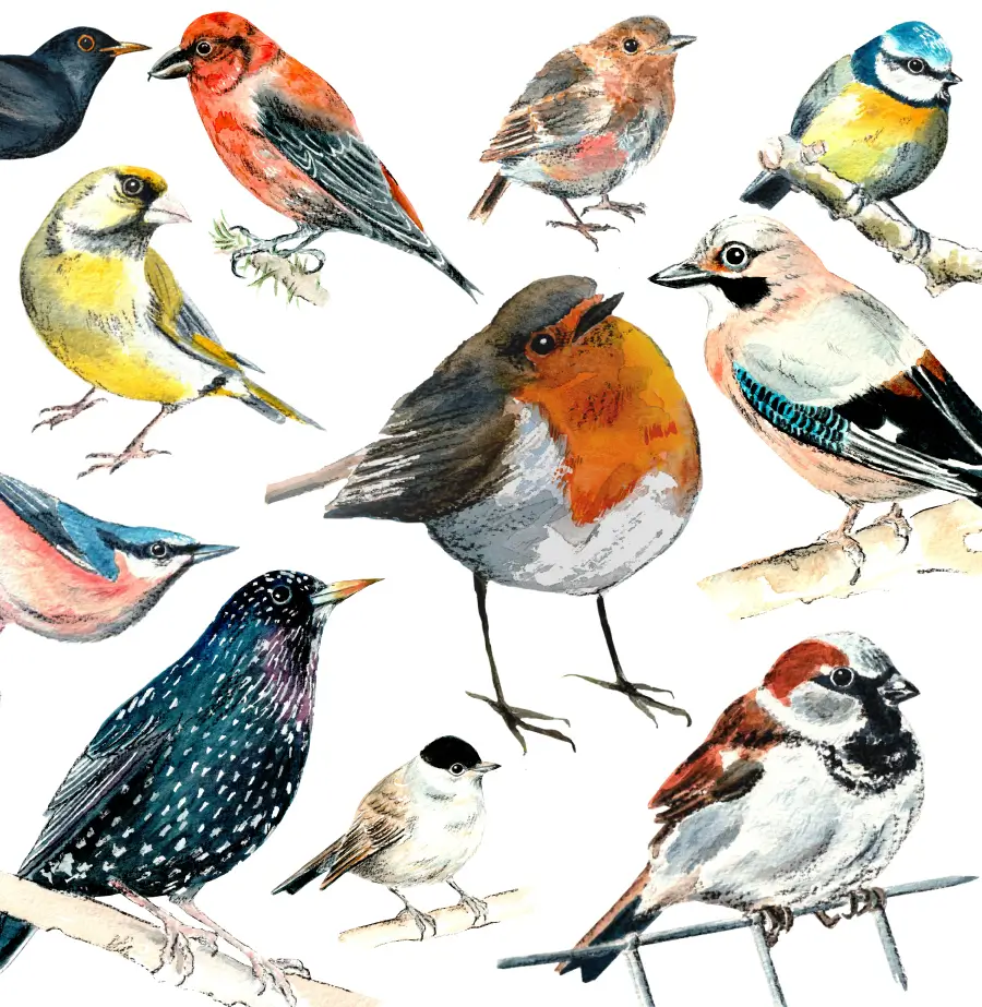 Hand Drawn Illustrations of different birds