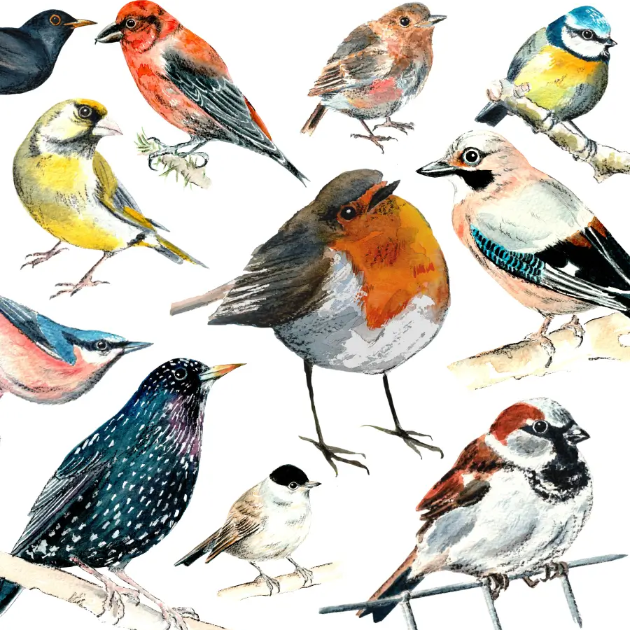 Illustrated hand drawn birds